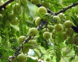 Emblica: un despigmentante tan natural como potente